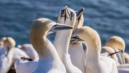 足球投注-布里奇斯30分唐斯8+22 尼克斯轻取猛龙4连胜