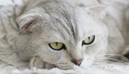 im电竞官网:点亮你的电竞之路,打造专属娱乐新生态