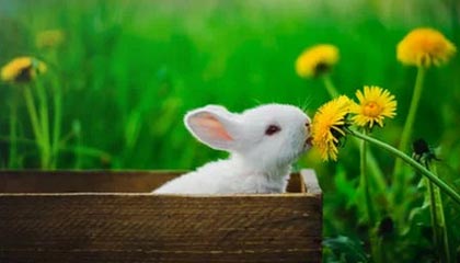 德甲投注-米兰冬奥会中国参赛运动员名单公示 谷爱凌、苏翊鸣等在列